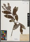 Foto von Salix appendiculata Vill.